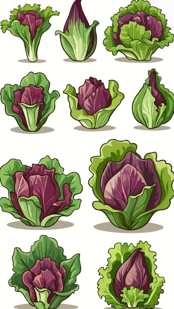 Vector a collection of lettuce cartoon drawing artwork vector