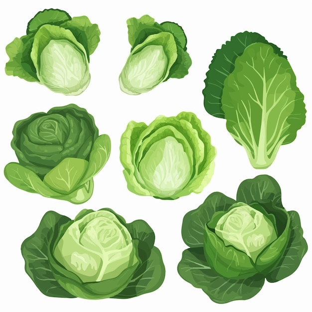 A collection of lettuce vector illustrations with a touch of artistic flair