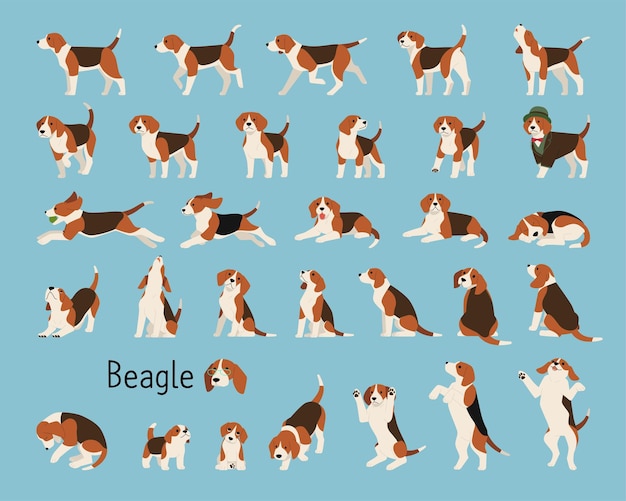 Vector a collection of lively beagles flat vector illustration