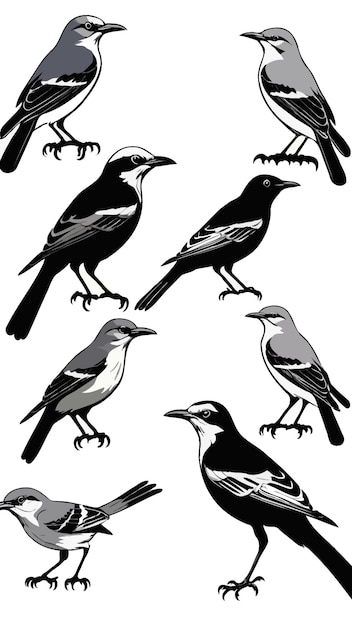 Vector a collection of mockingbirds cartoon drawing artwork vector