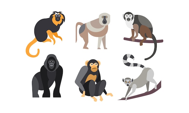 Collection of monkeys different breeds of monkeys vector Illustration isolated on a white background