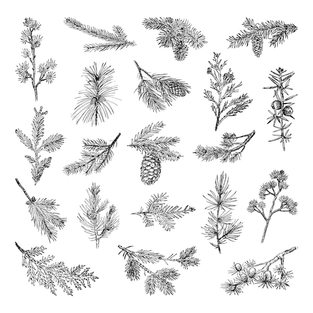 Collection of monochrome illustrations of branches in sketch style. Hand drawings in art ink style. Black and white graphics.