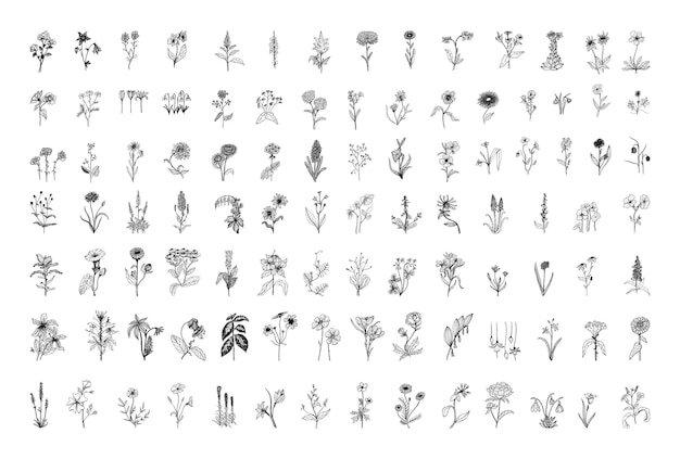 Collection of monochrome illustrations of flowers in sketch style