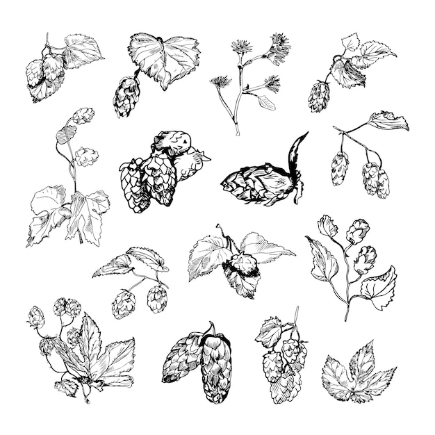 Collection of monochrome illustrations of hops in sketch style