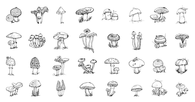 Collection of monochrome illustrations of mushroom in sketch style