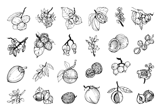 Collection of monochrome illustrations of nuts