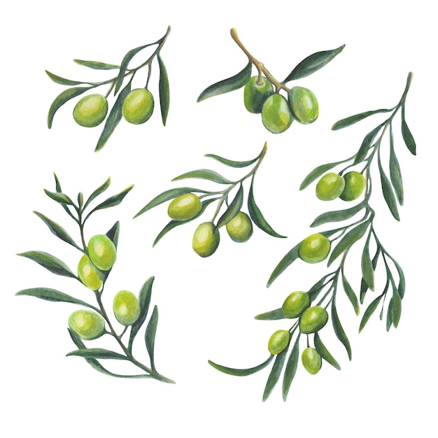 Collection of olives in watercolor