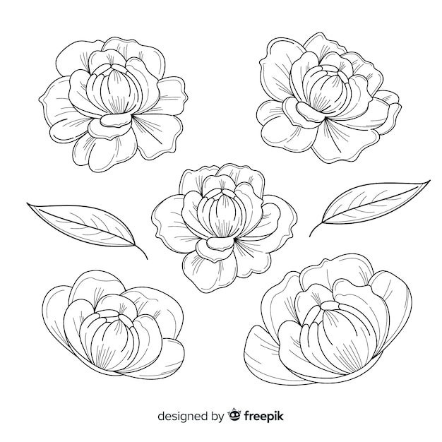 Collection of peony flowers in hand drawn design