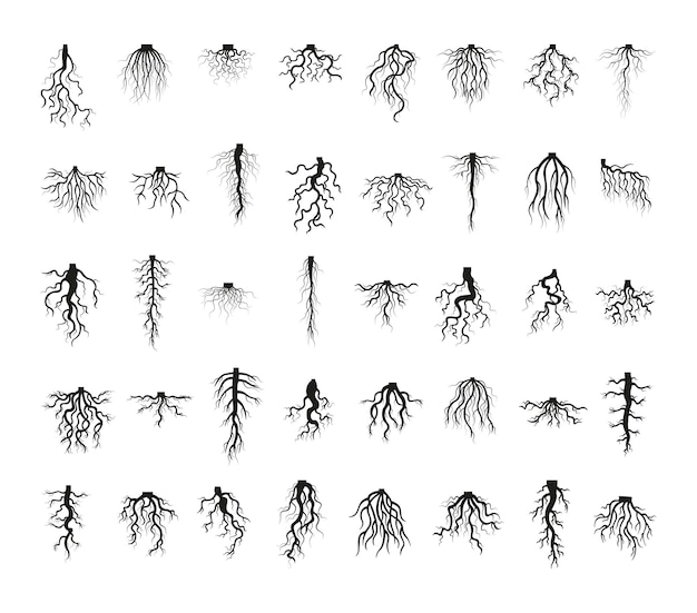 Collection of plant roots