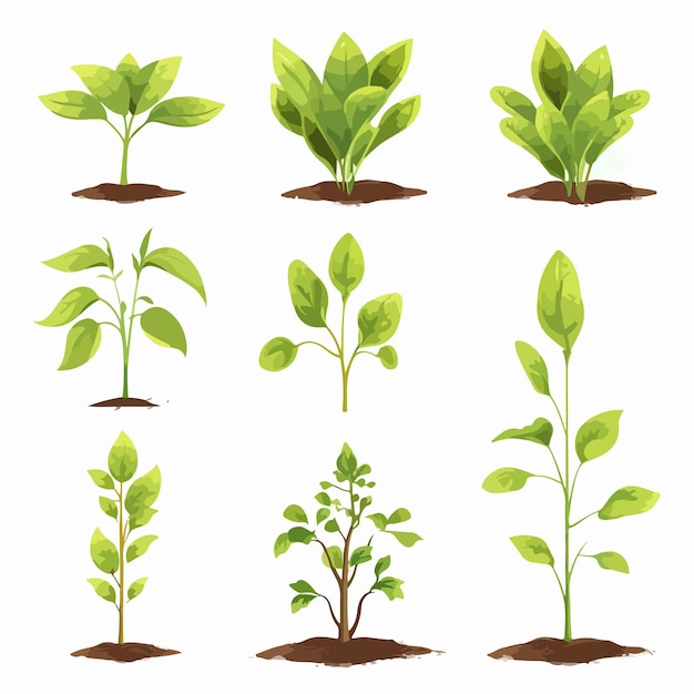 a collection of plants with different stages of growth