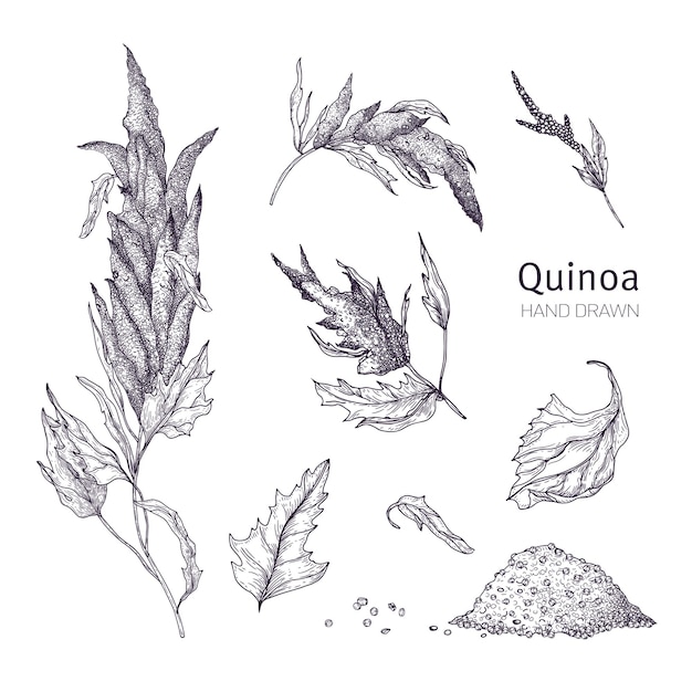 Collection of quinoa flowering plants, leaves and seeds hand drawn with black contour lines on white background. Set of drawings of cultivated grain crops for healthy nutrition. Vector illustration