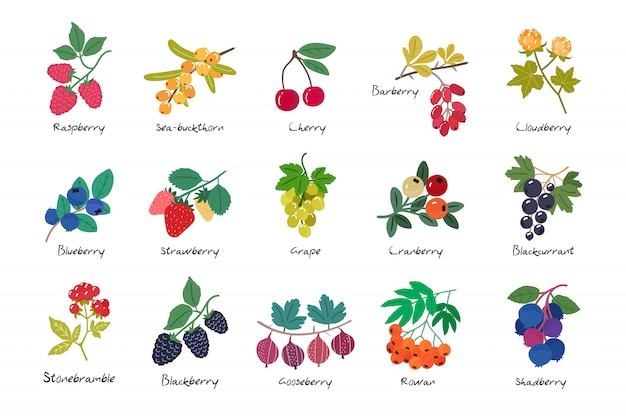 Vector collection of ripe berries isolated