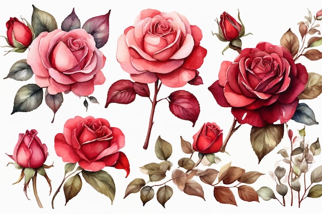 A collection of roses by person