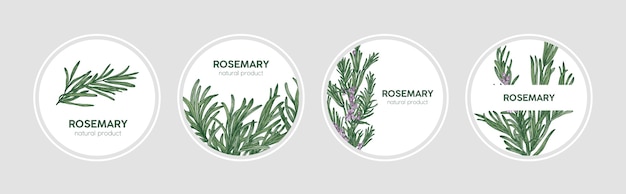 Vector collection of round labels decorated with rosemary sprigs