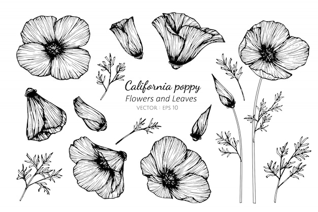 Collection set of california poppy flower and leaves drawing illustration.