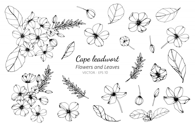 Collection set of cape leadwort flower and leaves drawing illustration.