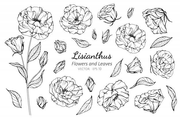 Vector collection set of lisianthus flower 