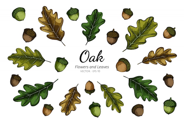 Collection set of oak nut and leaves drawing illustration.