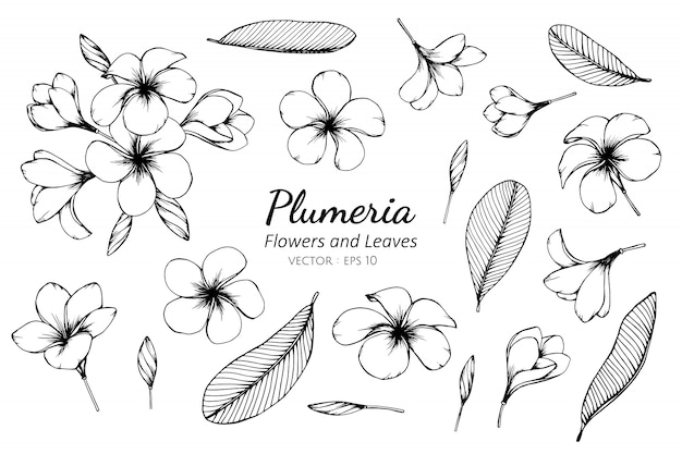 Collection set of plumeria flower and leaves drawing illustration.