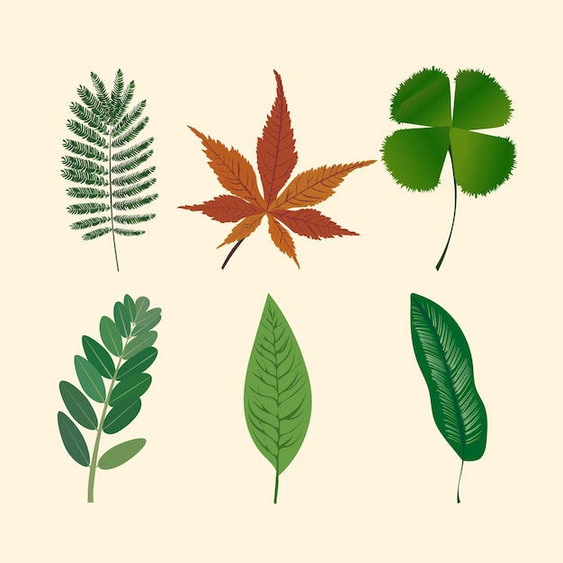 a collection of six different leaf illustrations arranged on a light background