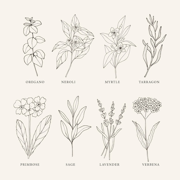 Collection of sketch essential oil plants