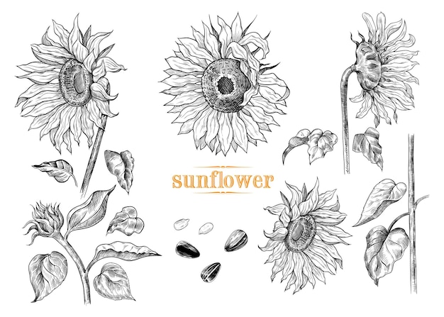 collection of sunflowers sketches