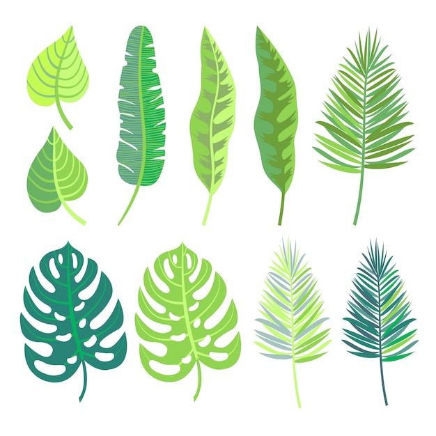 collection of  tropical jungle leaves. 