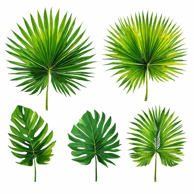 a collection of tropical plants including palm leaves and leaves