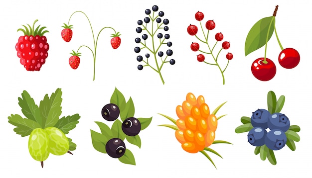 Collection of twigs of wild berries. Forest berry. Sweet fruit.