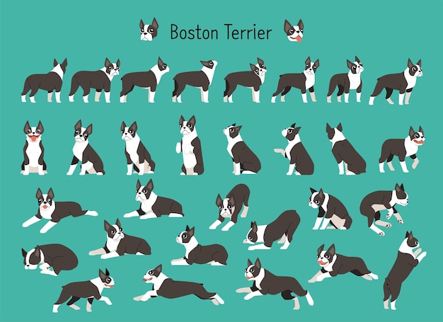 A collection of various Boston Terrier actions and poses flat vector illustration