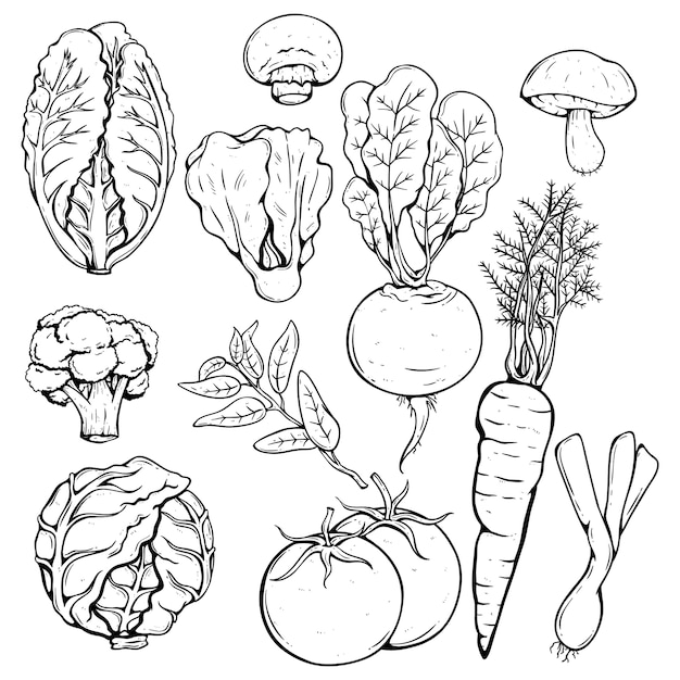 collection of various fresh vegetables using hand drawn or sketch style