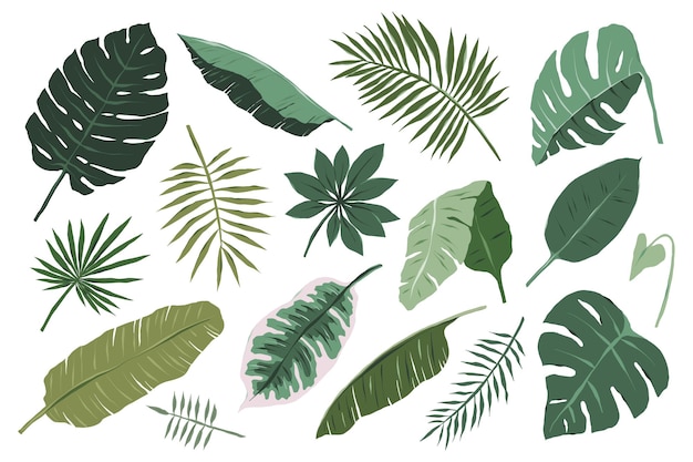 Vector collection of various tropical leaves illustrations on white background