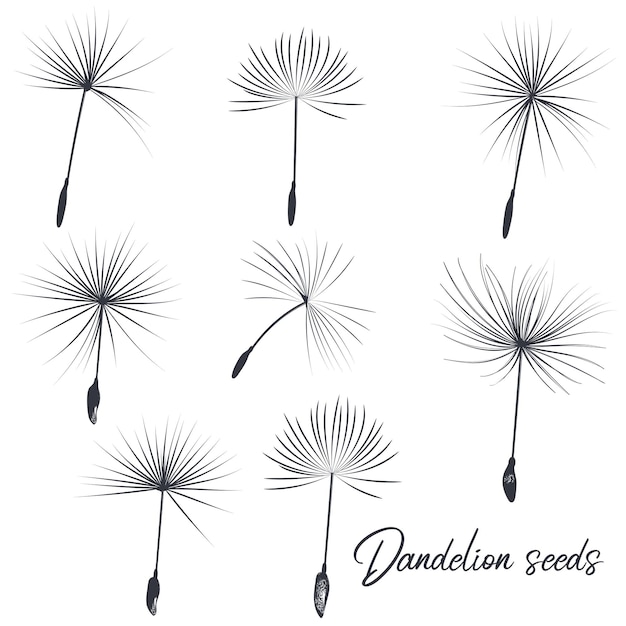 Collection of vector dandelion seeds