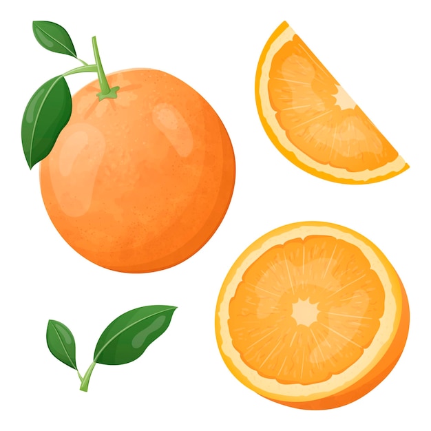 A collection of vector illustrations a whole orange with a twig and a leaf cut in half and a wedge Fresh healthy natural citrus