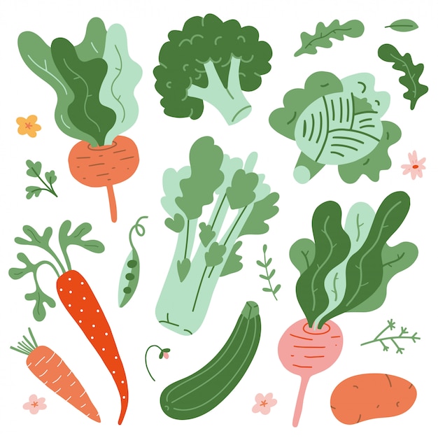 Collection of vegetable illustrations