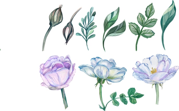 Collection of watercolor flowers and leaves