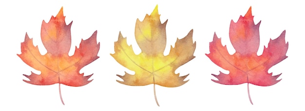 Collection of watercolor maple leaves Autumn botany for seasonal holidays Hand drawn isolated art