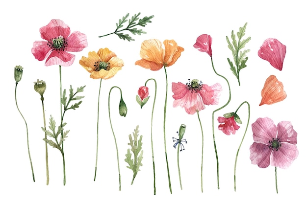 Collection of watercolor poppy flowers Yellow pink and orange poppies