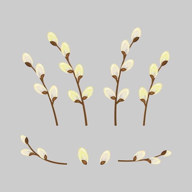 Collection Willow branches isolated on a light gray background