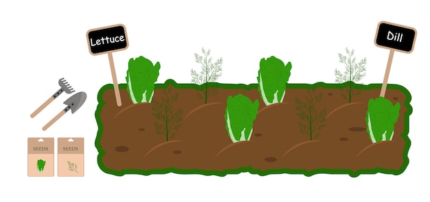 Collection with dill lettuce growing in the garden. Vector illustration