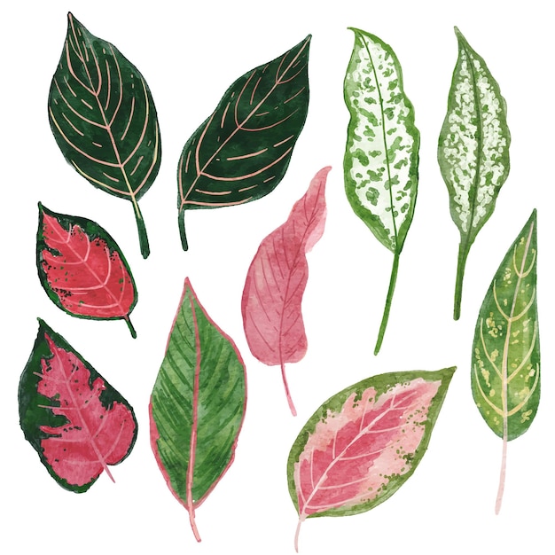 collectioon of pattern pretty leaf urban plant watercolor illustration