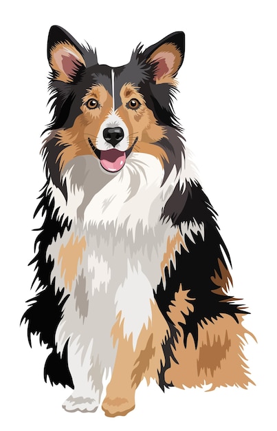 Vector collie dog cute fluffy pet vector isolated illustation