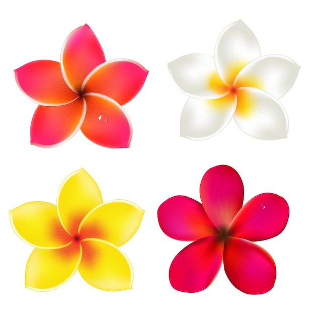 Color Frangipanis Set, With Gradient Mesh, 