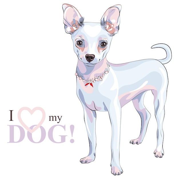 Color sketch of shorthair deerhead white cute dog chihuahua breed smiling