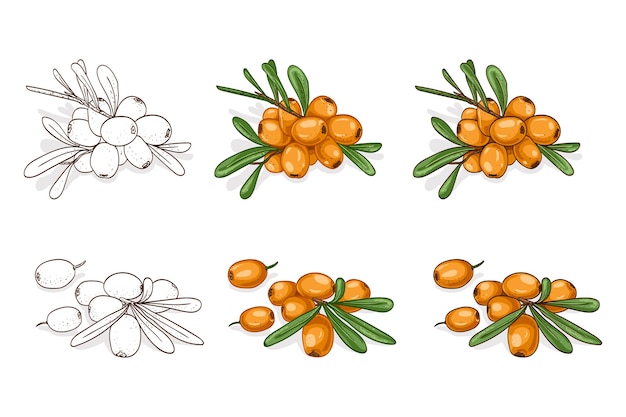 color and sketch tasty sea buckthorn