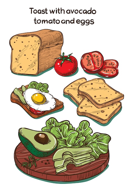  color sketch toast with egg and avocado