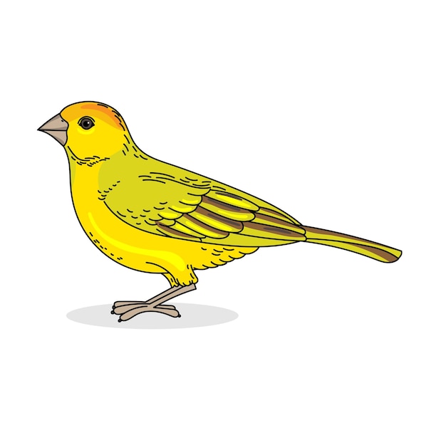 Color vector illustration of Saffron Finch bird isolated on white background