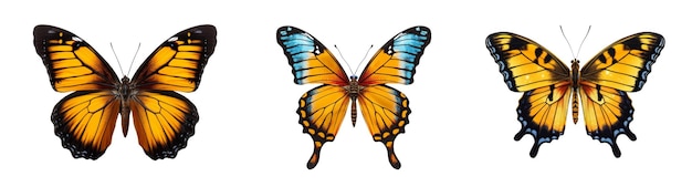 Colored butterfly isolated on white clip art