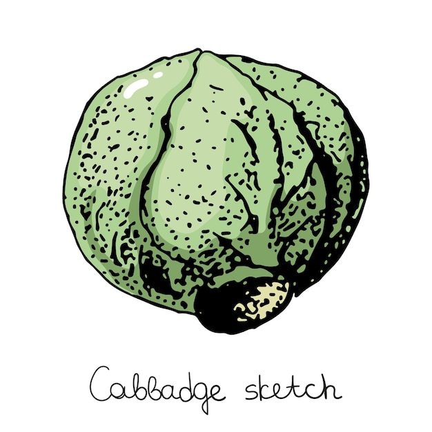 Colored cabbage in sketch style