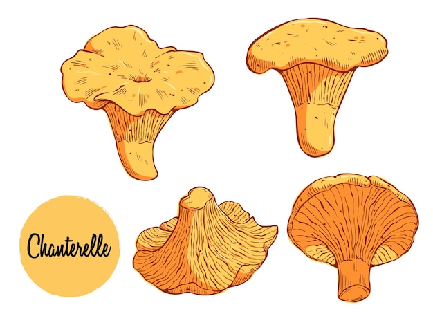 Colored chanterelle mushroom hand drawn vector illustration. Asian traditional cuisine